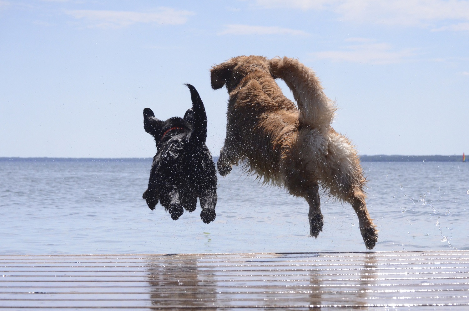 3 Great Dog Friendly Beaches in NC Your Pet Will Love! Spinnakers Reach