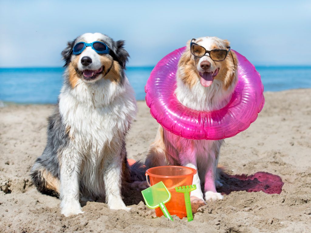 Your Guide to the Best PetFriendly Vacation Rentals in Emerald Isle